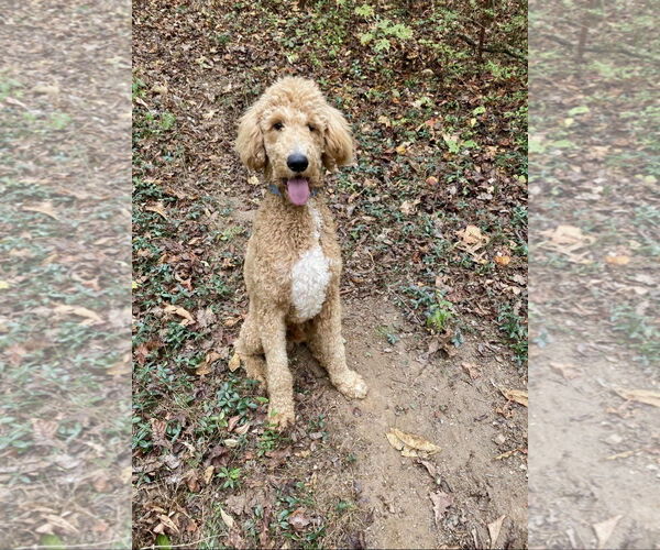 Medium Photo #1 Labradoodle Puppy For Sale in Maryville, TN, USA