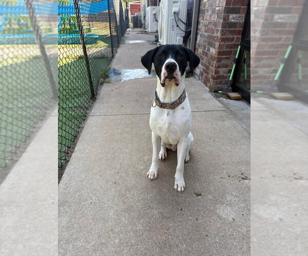 Medium Photo #1 Great Dane-Pointer Mix Puppy For Sale in Vail, AZ, USA