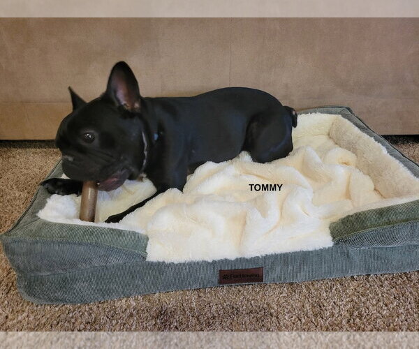 Medium Photo #3 French Bulldog Puppy For Sale in Woodland Hills, CA, USA