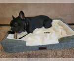 Small #2 French Bulldog