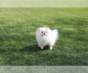 Pomeranian Puppy for Sale in EMPIRE STATE, New York USA