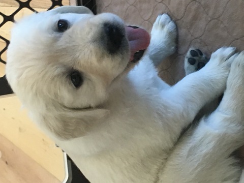 Medium Photo #1 Golden Retriever Puppy For Sale in KIEL, WI, USA