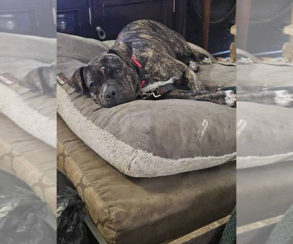 Medium Photo #4 Mutt Puppy For Sale in Sheboygan, WI, USA