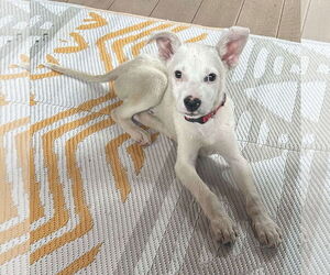 Labrador Retriever-Unknown Mix Dogs for adoption in Coralville, IA, USA
