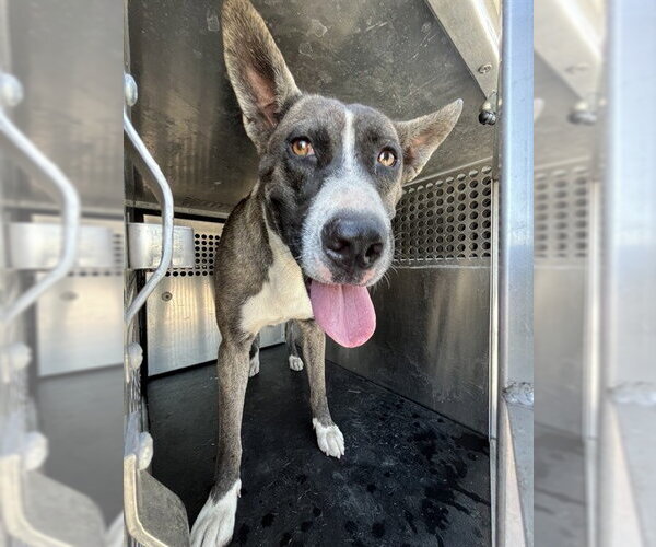 Medium Photo #1 Siberian Husky-Unknown Mix Puppy For Sale in Corpus Christi, TX, USA