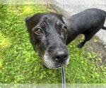 Small #12 Boxer Mix