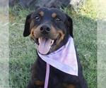 Small Rottweiler
