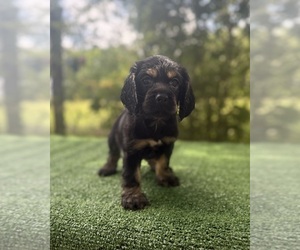 Cocker Spaniel Puppy for sale in PENSACOLA, FL, USA
