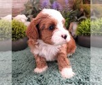 Small #1 Cavapoo