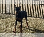 Small #5 Doberman Pinscher