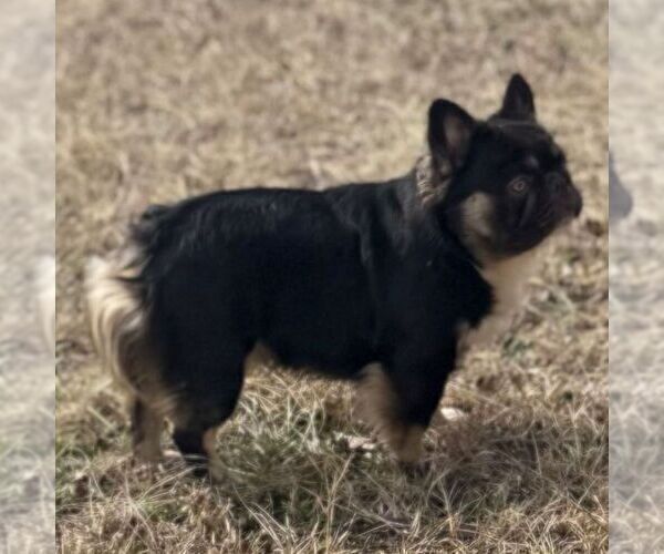 Medium Photo #1 French Bulldog Puppy For Sale in POWDER SPRINGS, GA, USA