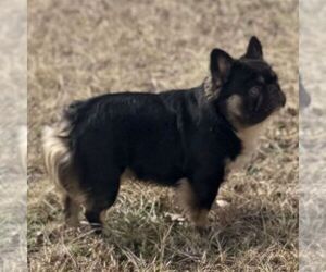 Father of the French Bulldog puppies born on 04/16/2025