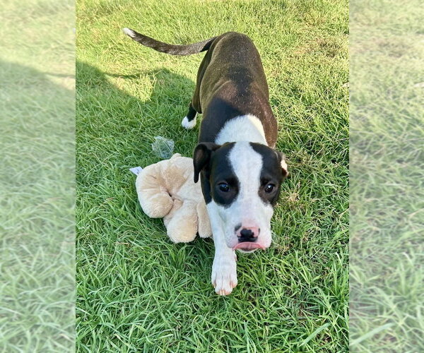 Medium Photo #6 Mutt Puppy For Sale in Mooresville, NC, USA