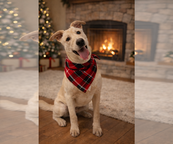 Medium Photo #6 Labrador Retriever-Unknown Mix Puppy For Sale in Euless, TX, USA