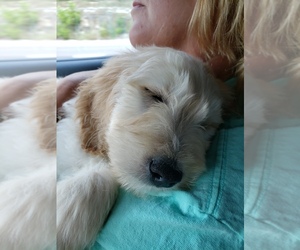 Goldendoodle Puppy for sale in LAKE SAINT LOUIS, MO, USA