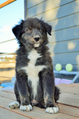 Australian Shepherd Puppy for sale in PRINEVILLE, OR, USA