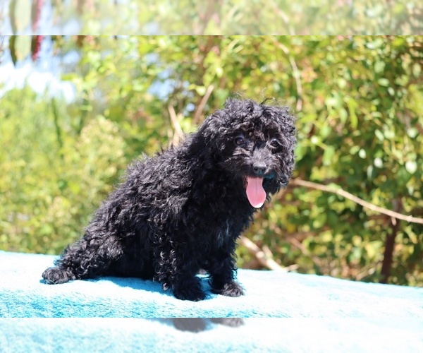 Medium Photo #11 Poodle (Toy) Puppy For Sale in DYERSBURG, TN, USA
