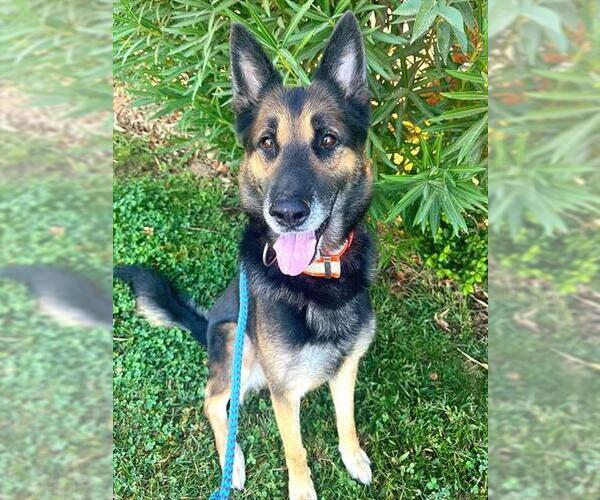 Medium Photo #1 German Shepherd Dog Puppy For Sale in Sacramento, CA, USA