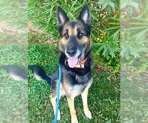 German Shepherd Dog Dogs for adoption in Sacramento, CA, USA