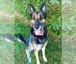 *JAKE - Male German Shepherd Dog Dog for Adoption - Small photo