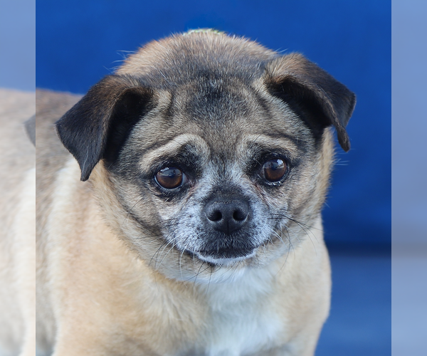 Medium Photo #1 Chug Puppy For Sale in Pasadena, CA, USA
