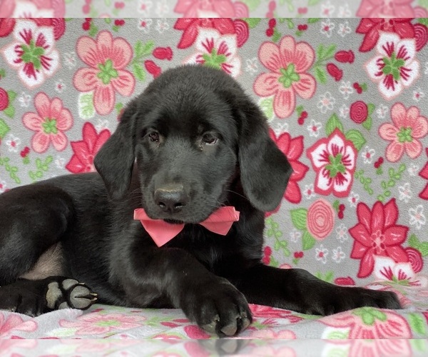 Medium Photo #4 Shepradors Puppy For Sale in LANCASTER, PA, USA