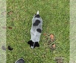 Small #2 Australian Cattle Dog
