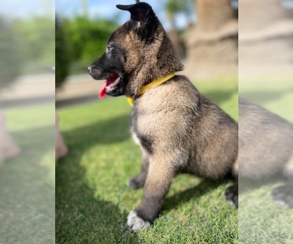 Medium Photo #10 Belgian Malinois Puppy For Sale in BAKERSFIELD, CA, USA