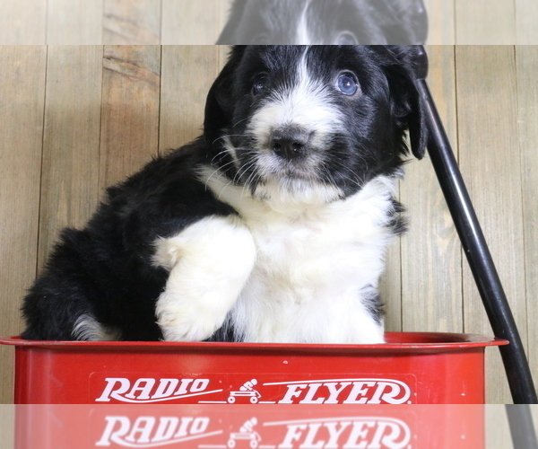 Medium Photo #3 Bernedoodle-Miniature Australian Shepherd Mix Puppy For Sale in STAFFORD, VA, USA