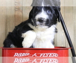 Small Photo #3 Bernedoodle-Miniature Australian Shepherd Mix Puppy For Sale in STAFFORD, VA, USA