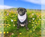 Small Photo #1 Pug Puppy For Sale in MANGHAM, LA, USA