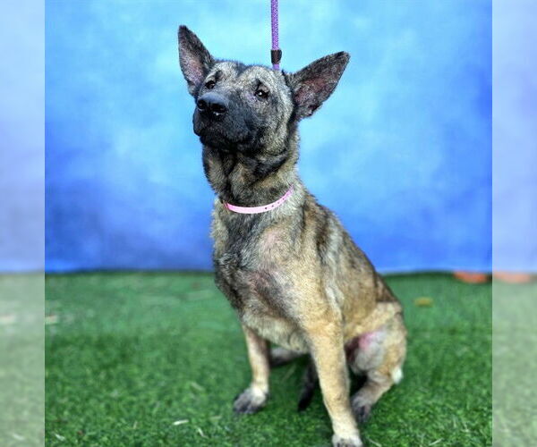 Medium Photo #2 Mutt Puppy For Sale in Long Beach, CA, USA