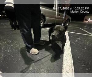 American Pit Bull Terrier Dogs for adoption in Ocala, FL, USA