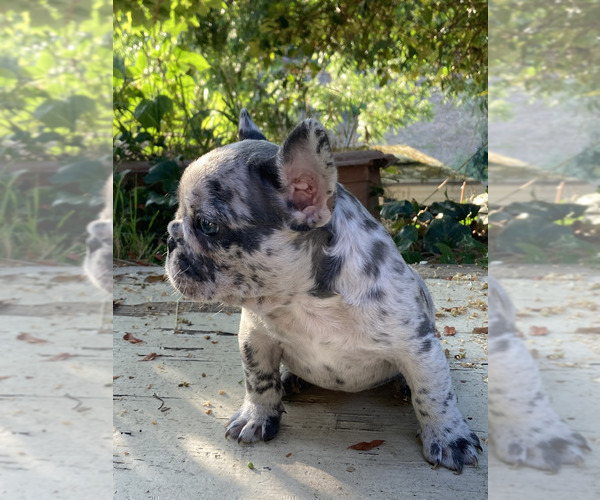 Medium Photo #18 French Bulldog Puppy For Sale in CITY INDUSTRY, CA, USA