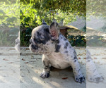 Small Photo #18 French Bulldog Puppy For Sale in CITY INDUSTRY, CA, USA