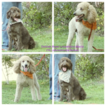 Small Photo #1 Labradoodle Puppy For Sale in DES MOINES, IA, USA
