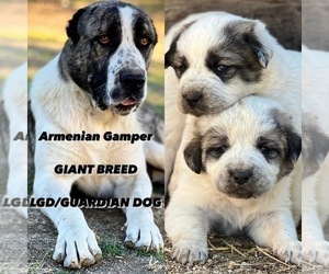 Central Asian shepherd Puppy for sale in CITY RANCH, CA, USA