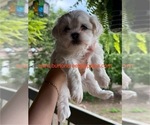 Small Photo #17 Poodle (Miniature)-Zuchon Mix Puppy For Sale in HTFD, CT, USA