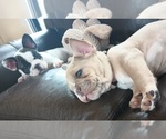 Small #6 French Bulldog