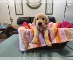 Puppy Girl G7 Golden Retriever