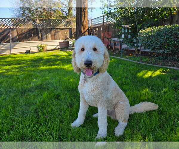 Medium Photo #3 Labrador Retriever-Unknown Mix Puppy For Sale in Clovis, CA, USA