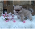 Small Photo #11 Pomeranian Puppy For Sale in CARTHAGE, TX, USA
