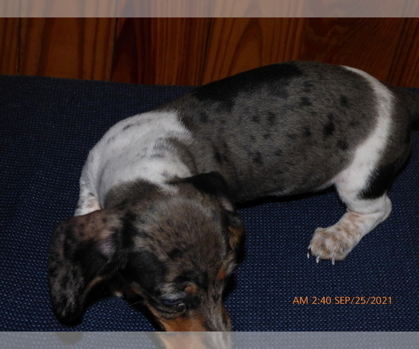 Medium Photo #3 Dachshund Puppy For Sale in LANSING, MI, USA