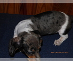 Small Photo #3 Dachshund Puppy For Sale in LANSING, MI, USA
