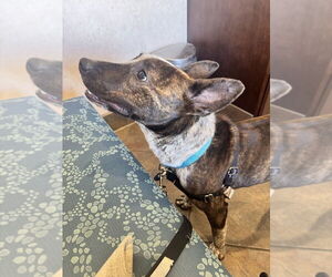Stripe - Male Mutt Dog for Adoption - Photo #2