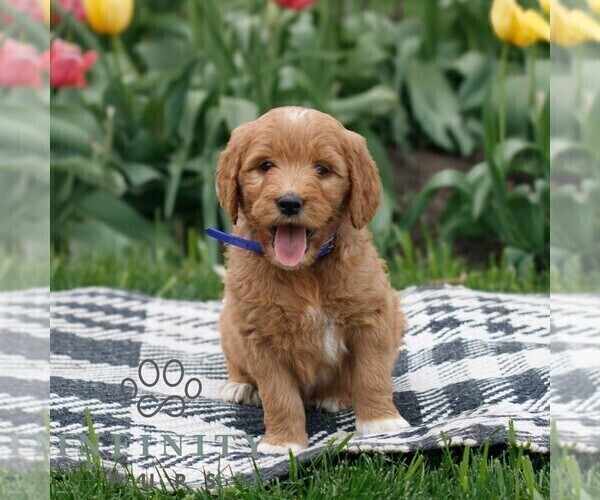 Medium Photo #3 Goldendoodle Puppy For Sale in NARVON, PA, USA