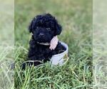 Small #10 Poodle (Toy)