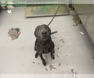 German Shepherd Dog-Unknown Mix Dogs for adoption in Waco, TX, USA