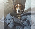 Small #14 Beagle
