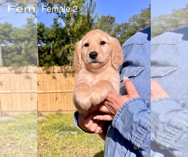 Medium Photo #4 Goldendoodle Puppy For Sale in OCALA, FL, USA